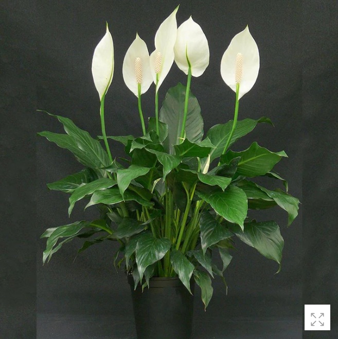 Peace Lily